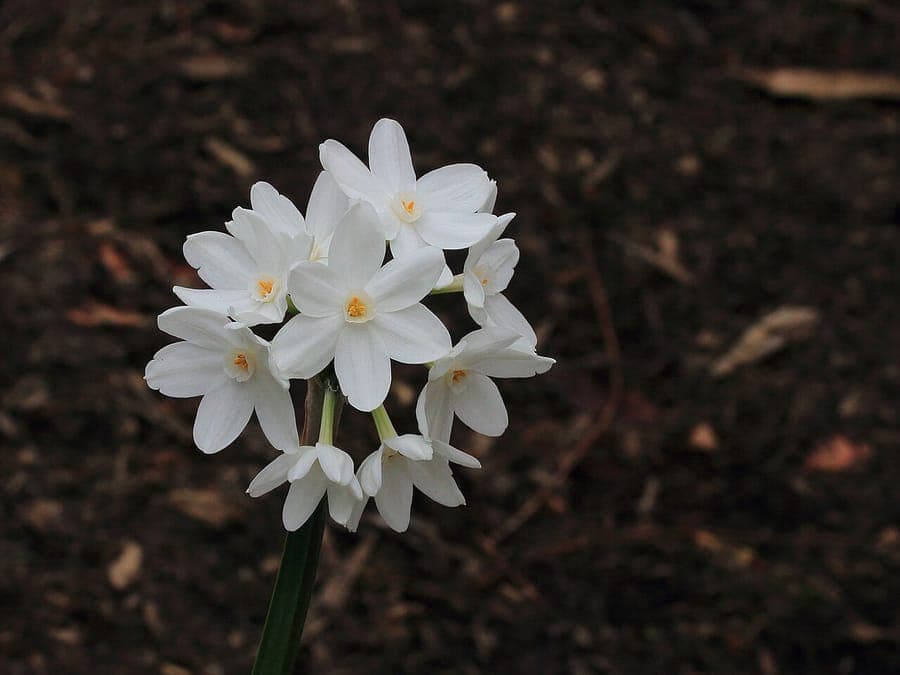Narcisse papyracée avec fleurs blanches en grappes