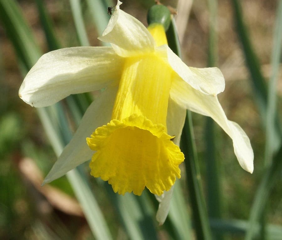 Yellow daffodils in full bloom in a spring meadow with soft morning light