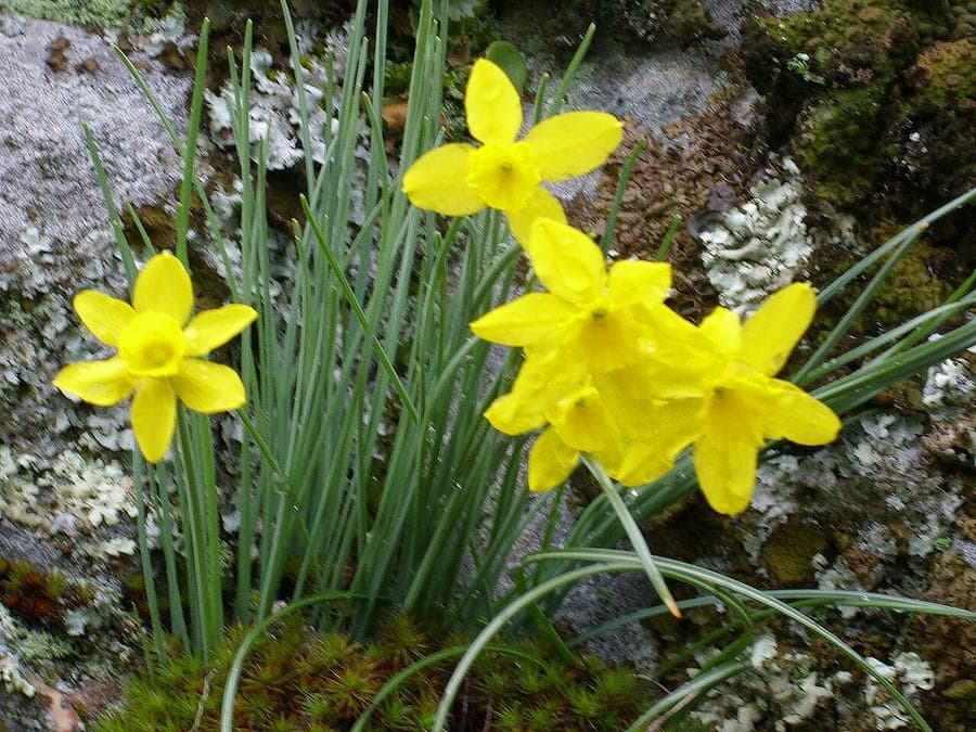 Felsen-Narzisse mit winzigen gelben Bluten in naturlichem Felshabitat
