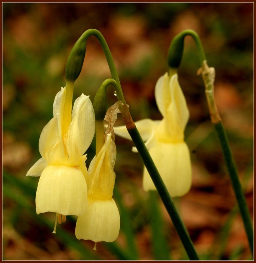 Fleurs blanches de narcisse triandre