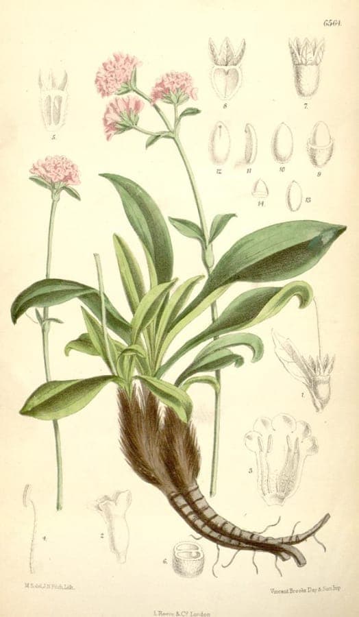 Nardostachys jatamansi alpine plant