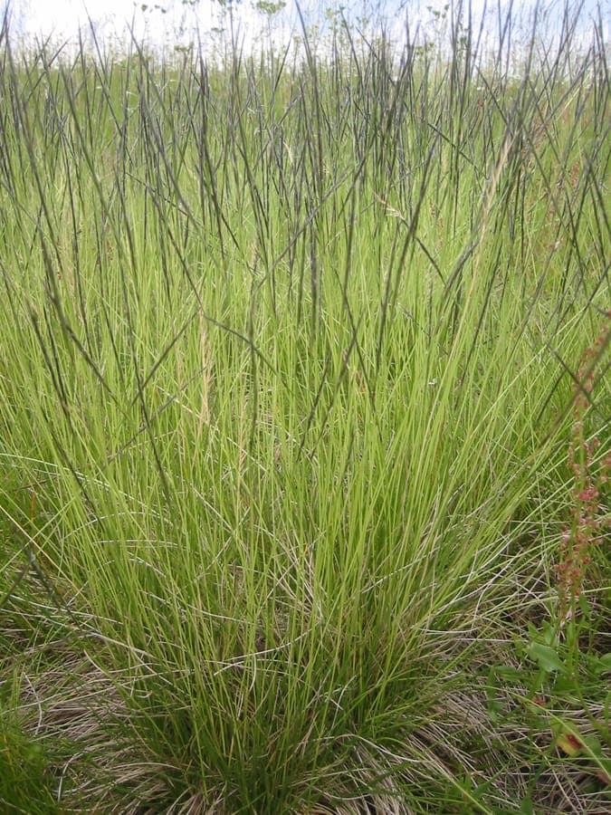 Nard (Nardus stricta) avec ses chames dresses caracteristiques dans un paysage de bruyere