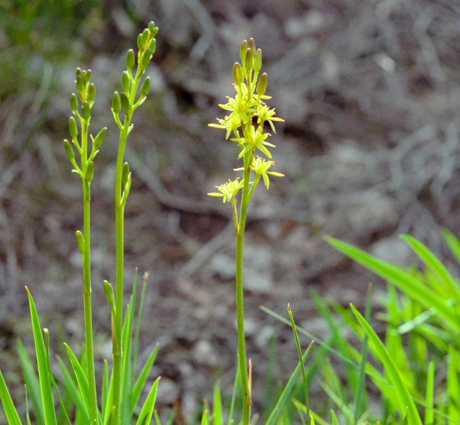 Moor-Ahrenlilie (Narthecium ossifragum) mit leuchtend gelben Blüten im Sommermoor