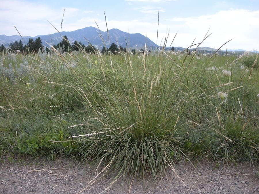 Nassella viridula Gruenes Pfriemengras mit feinen Halmen im Sonnenlicht