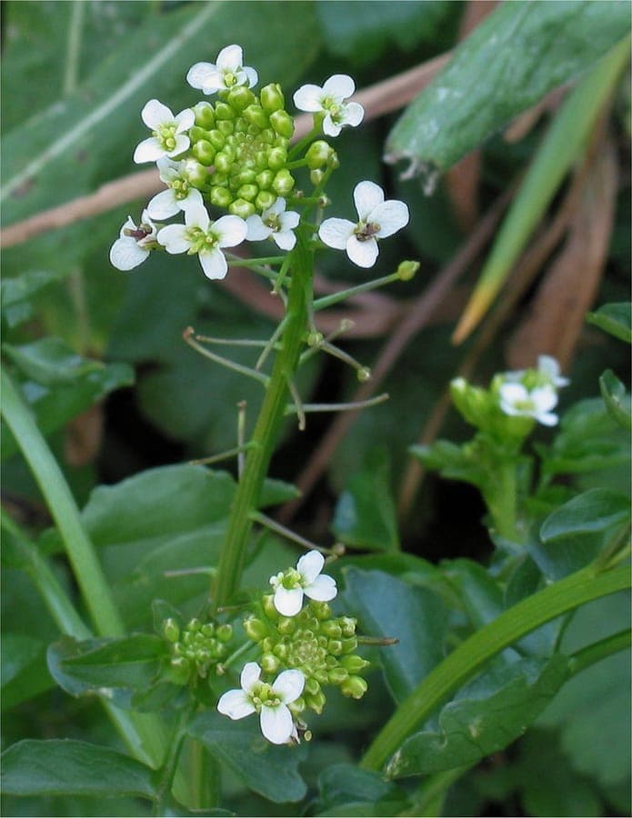 Cresson a petites feuilles (Nasturtium microphyllum) poussant le long des rives avec de minuscules feuilles