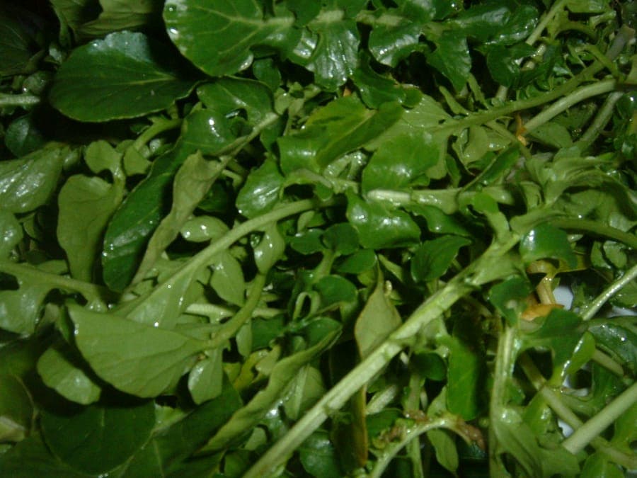 Watercress plants in water