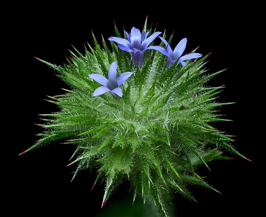 Navarretia squarrosa met kleine paarse bloemen en stekelige groene bladeren op droge grond