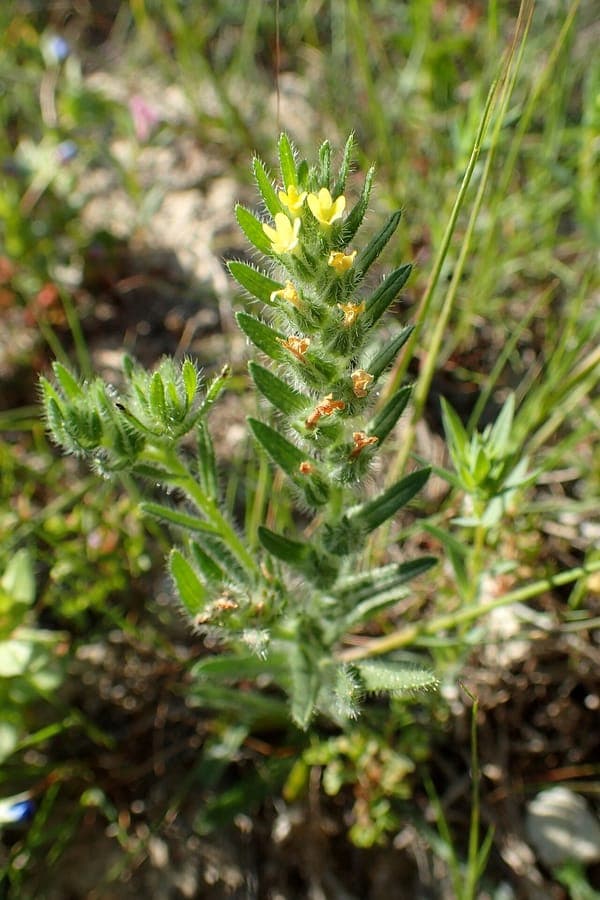 Neatostema apulum plant met gele bloemen in mediterrane tuin