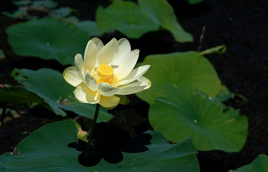 Nelumbo lutea amerikanische Lotusblume mit hellen gelben Bluten