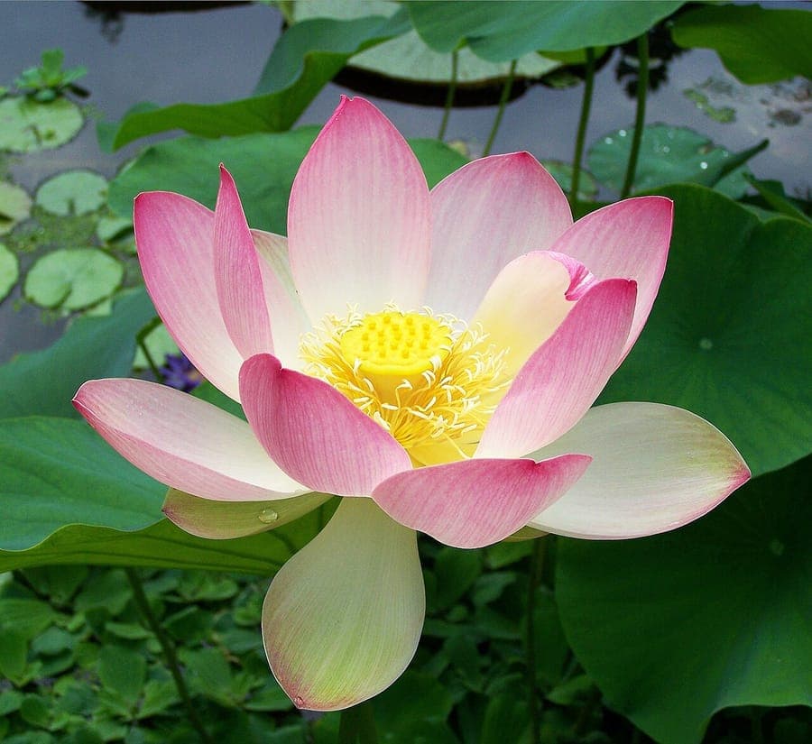 Heilige lotus in volle bloei op een vijver, met grote ronde bladeren boven het wateroppervlak