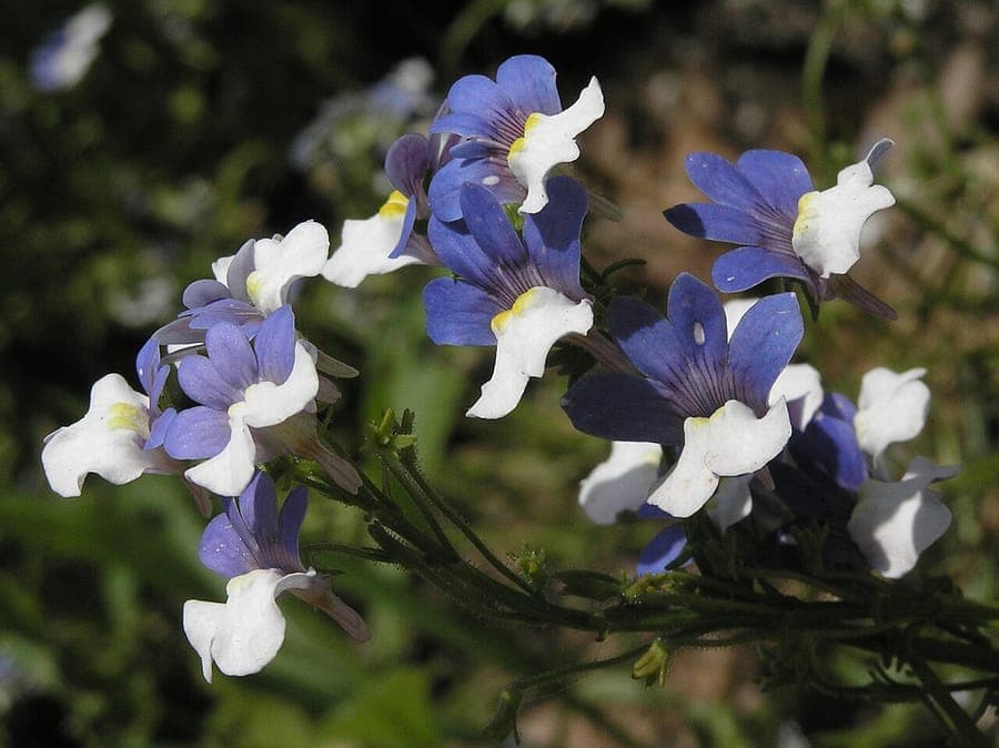 Nemesia met veelkleurige bloemen in felgeel, rood, oranje en wit