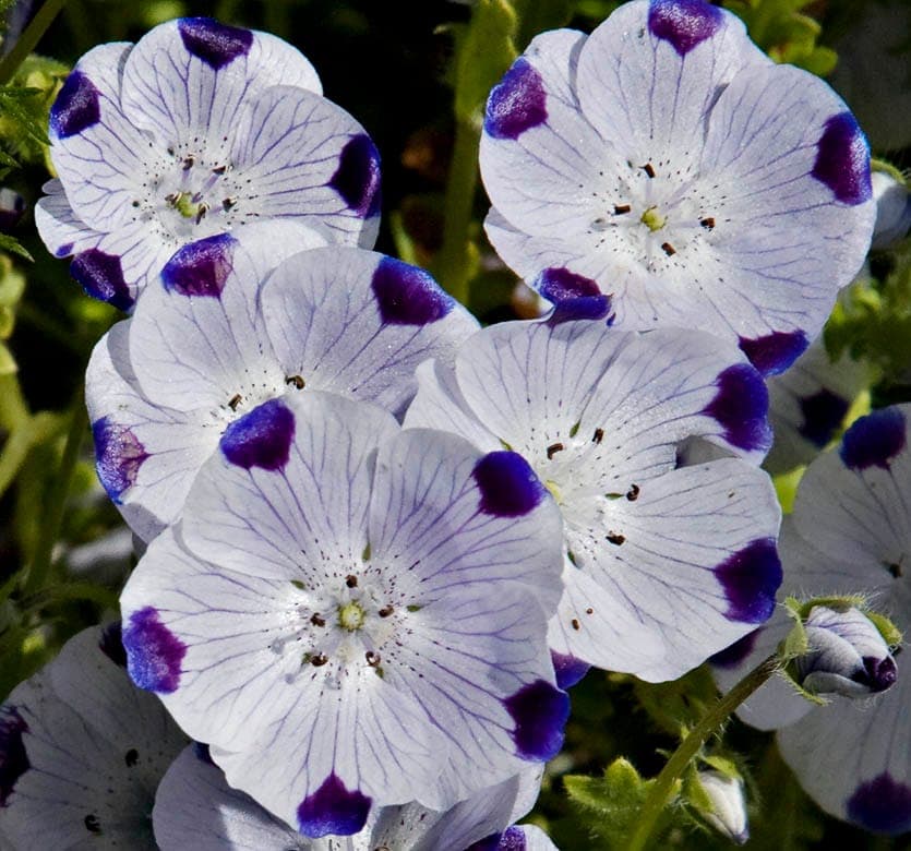 Nemophila maculata blooms with distinctive white petals and blue spots