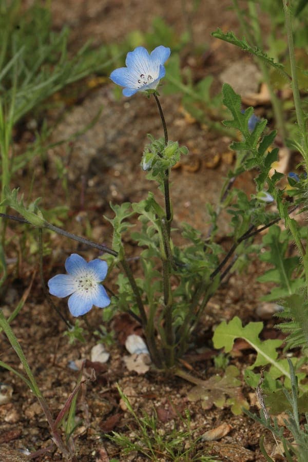 Delicate sky-blue flowers with white centers of Nemophila menziesii