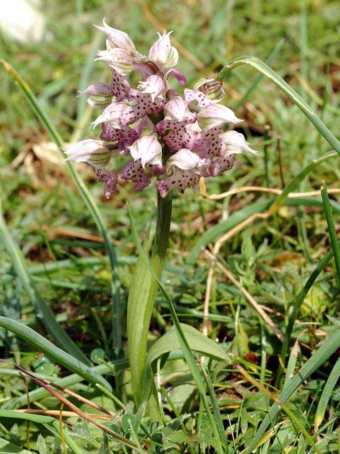 Fleurs blanches de Neotinea lactea (orchidee lactee)