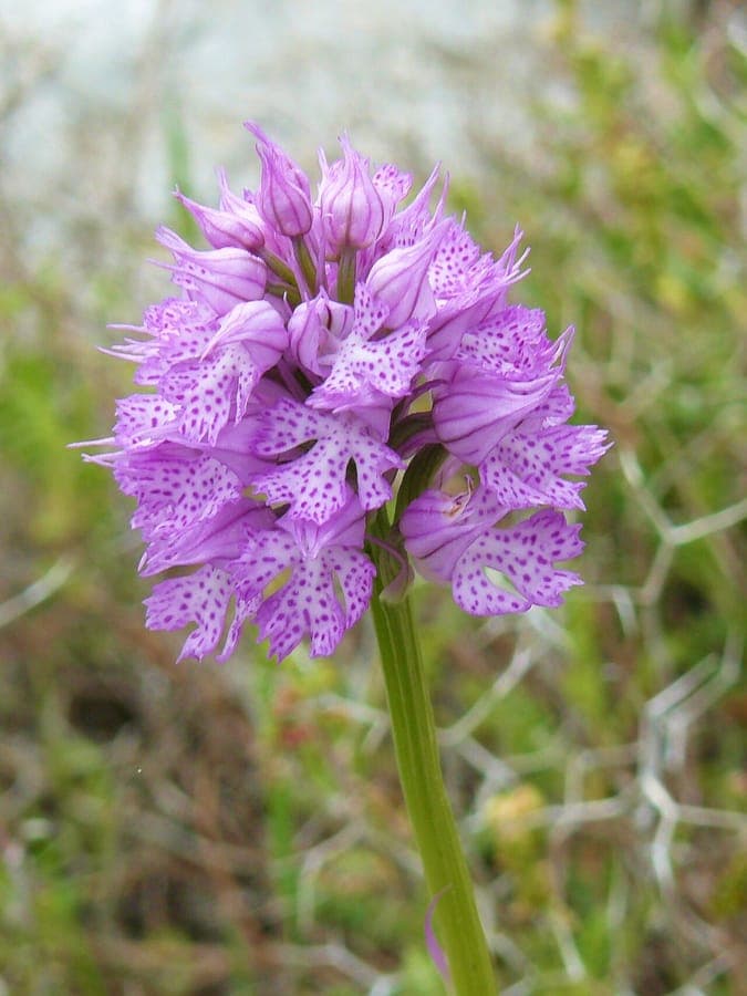 Dreizahnige Orchis mit violetten Bluten
