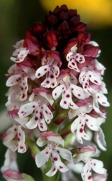 Schwarzkopfige Orchis (Neotinea ustulata) mit charakteristischen verbrannten dunklen Blutentop-Spitzen