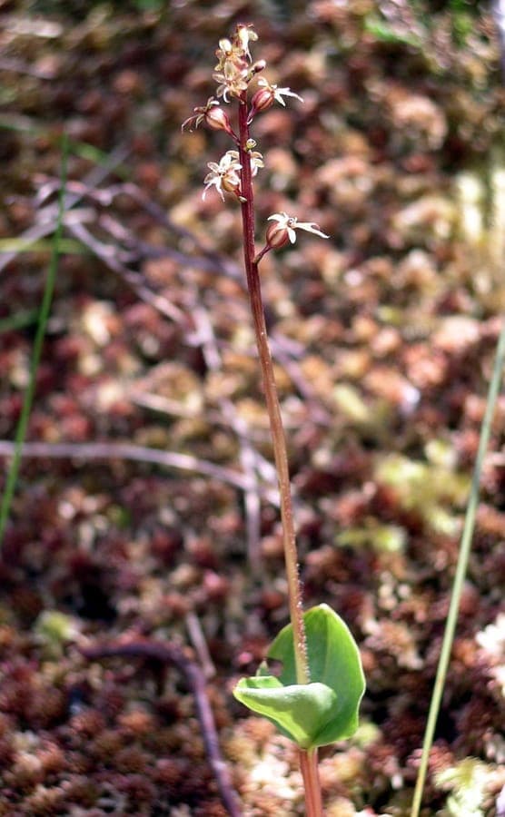 Herz-Zweiblatt (Neottia cordata) mit charakteristischen herzformigen Blattpaaren in Waldumgebung