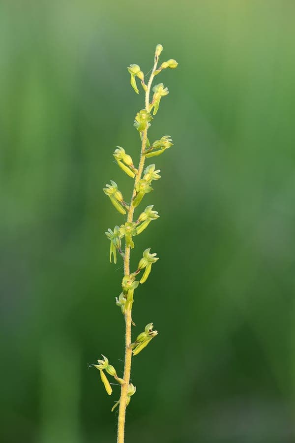 Groter roos-keverorchis met de typische twee ovale bladeren en groenbruine bloemen