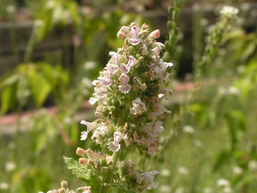 Katzenminze in voller Blüte im Sommer, mit lila Blütenständen und graugrünen Blättern