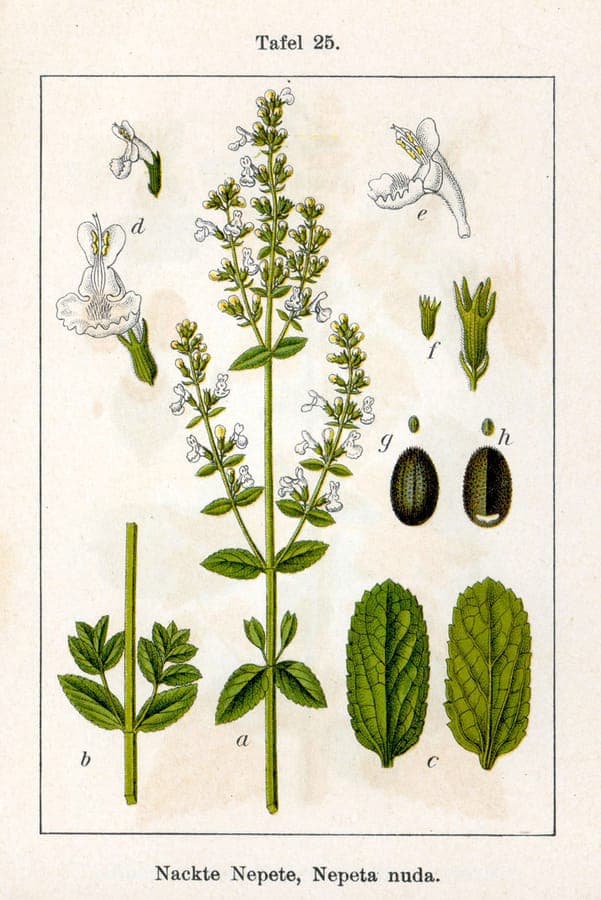 Kahle Katzenminze mit blauen Blüten und graugrünem Laub