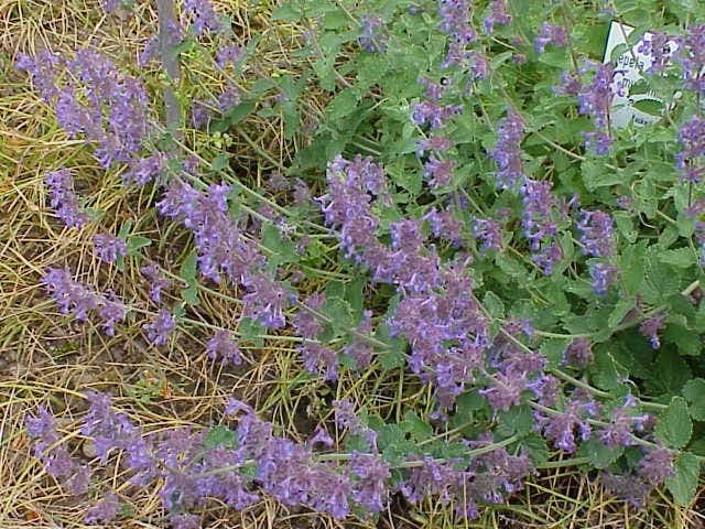 Népéta de Mussin en pleine floraison, dans une bordure ensoleillée, entouré de lavande et de plantes à feuillage argenté