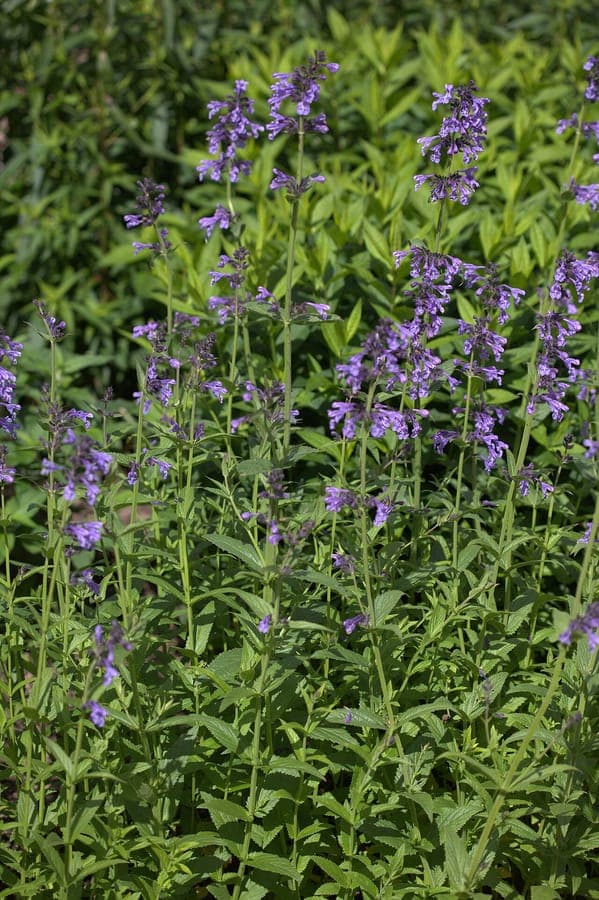 Siberian catmint with lilac flowers