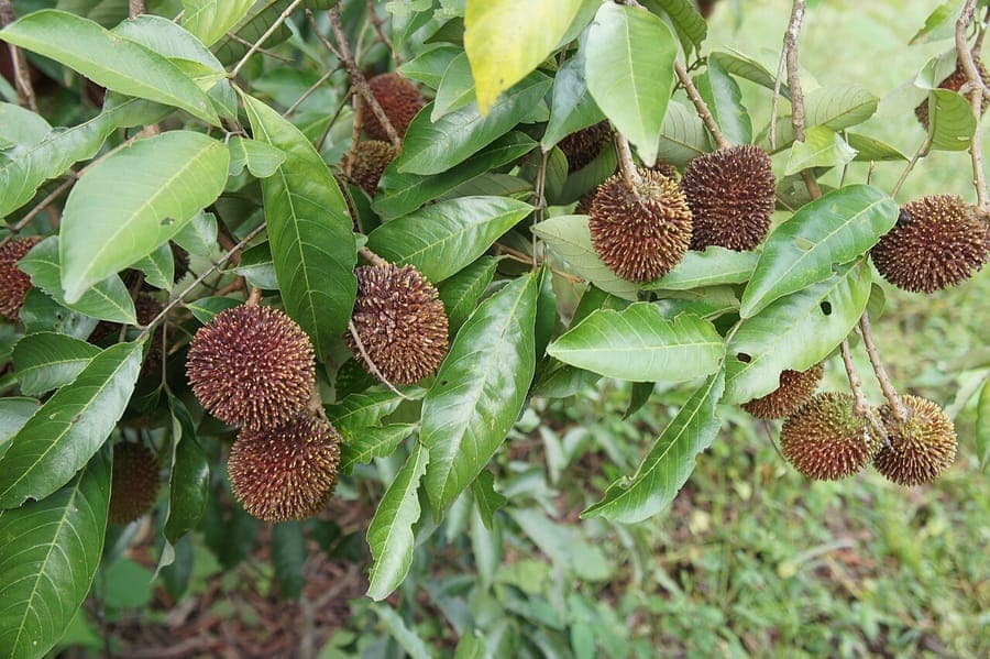 Nephelium ramboutan-ake tree with red hairy fruits in natural setting