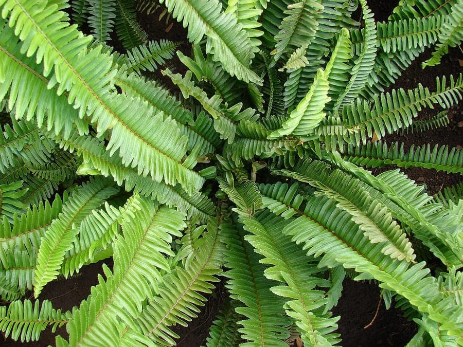Nephrolepis cordifolia plant with elegant ladder-shaped fronds