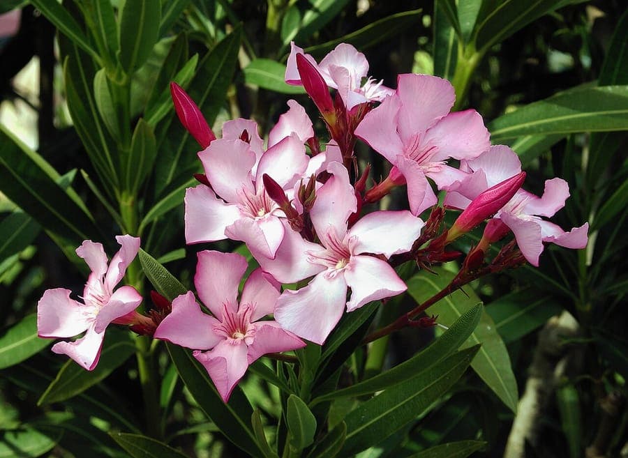 Oleander struik in volle bloei met roze bloemen en groene bladeren langs een zonnig terras