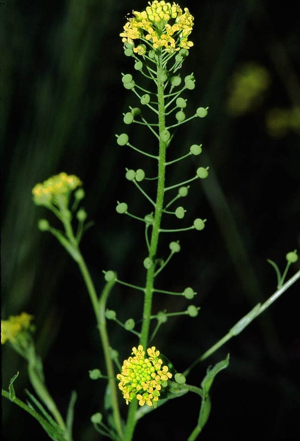 Ball mustard plant showing characteristic spherical seed pods and white-yellow flower clusters in natural habitat