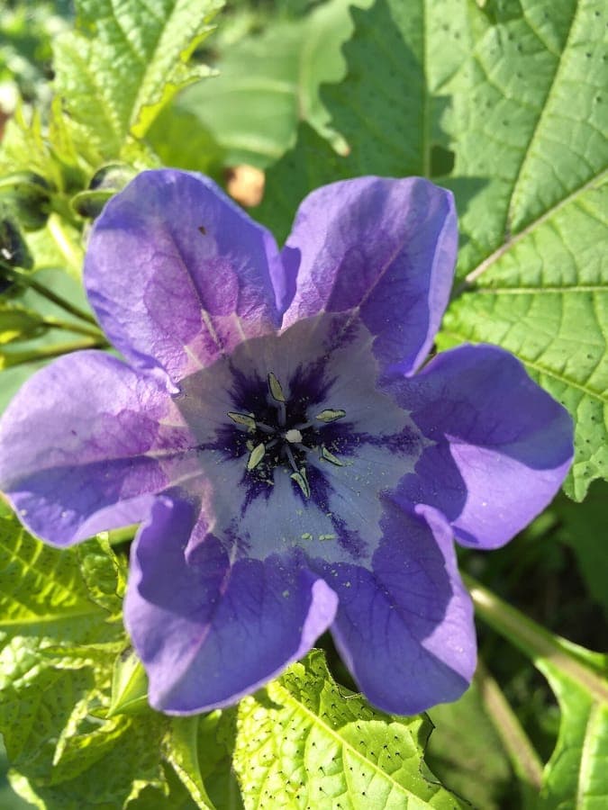 Fleur violette de Nicandra physalodes avec feuilles caracteristiques