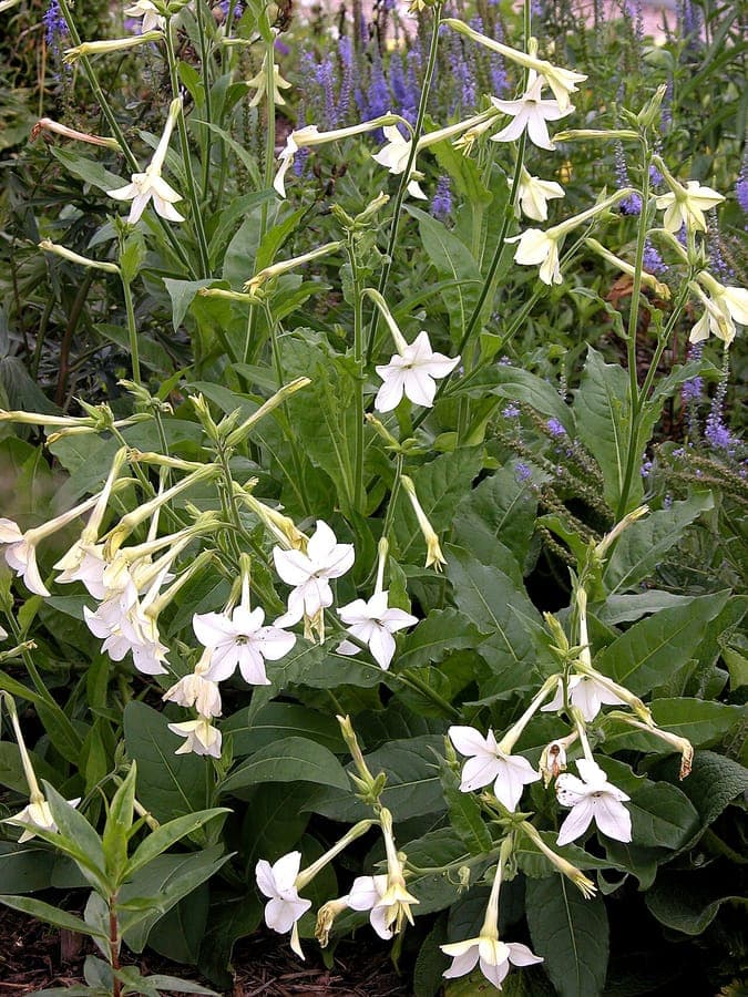 Nicotiana alata Blüten in Violett und Weiß