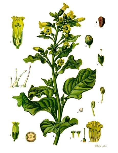 Fleurs de Nicotiana rustica avec structure verte caracteristique