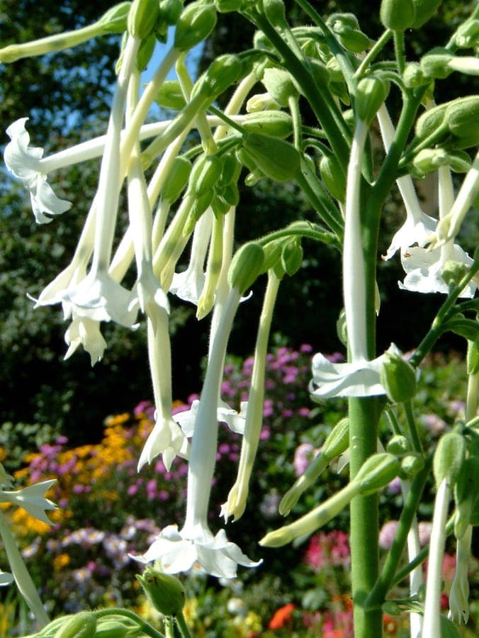 White flowers of Nicotiana sylvestris