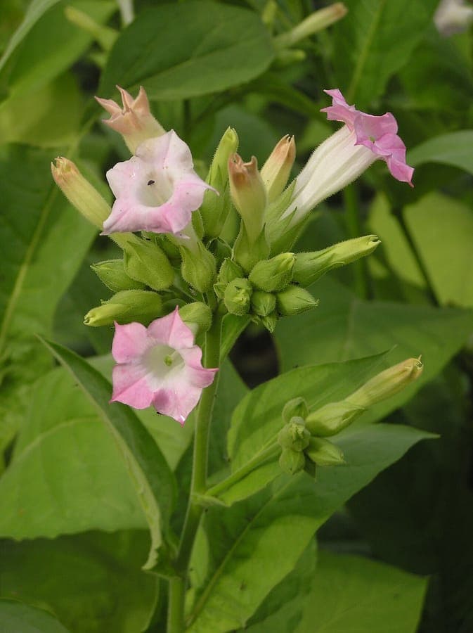 Fleurs rouges de Nicotiana tabacum en pleine floraison