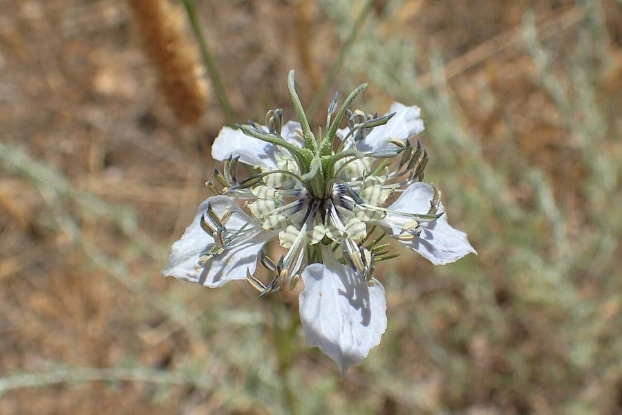 Blue flower of Nigella arvensis with fine leaves