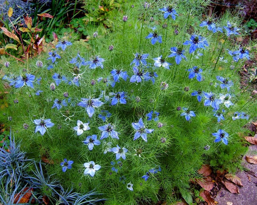 Delicate blue flowers of Nigella damascena with feathery foliage