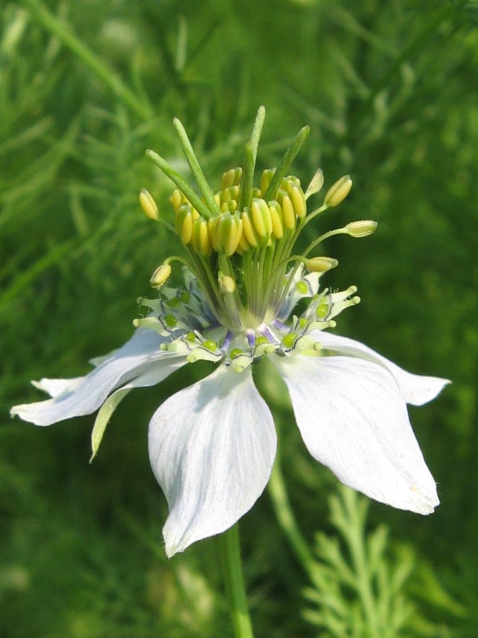 Nigella sativa blurt mit blauen Bluten und feinem Laub