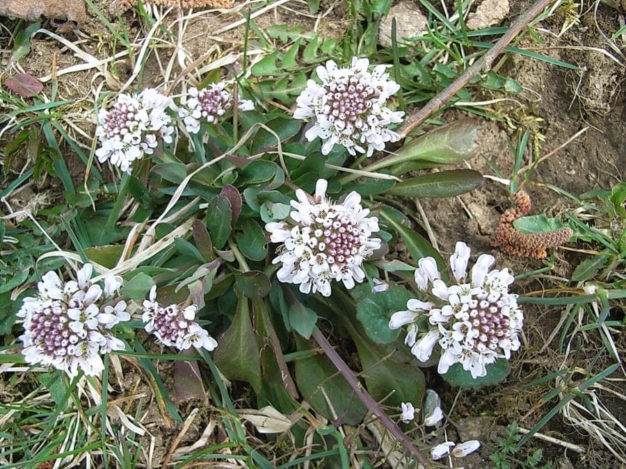 Noccaea caerulescens avec ses petites fleurs blanches sur substrat rocheux