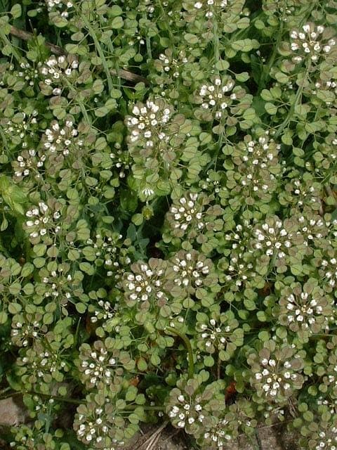 Plante de tabouret perfolié avec feuilles caractéristiques enveloppant la tige