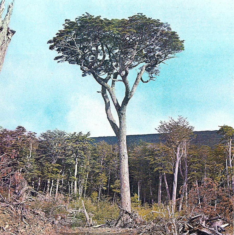 Nothofagus betuloides showing characteristic small leaves and branching pattern