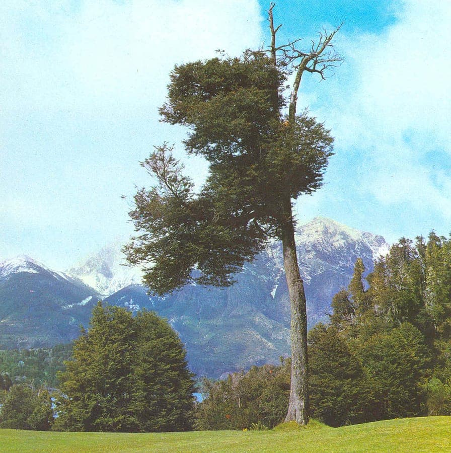 Nothofagus dombeyi tree with glossy green leaves