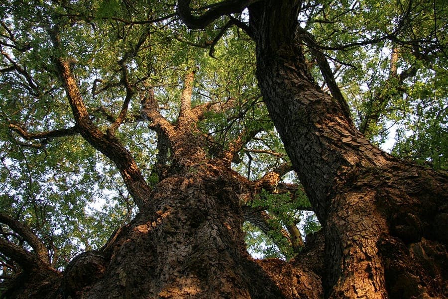 Nothofagus obliqua chêne de patagonie avec feuilles elegantes et structure de branches fortes