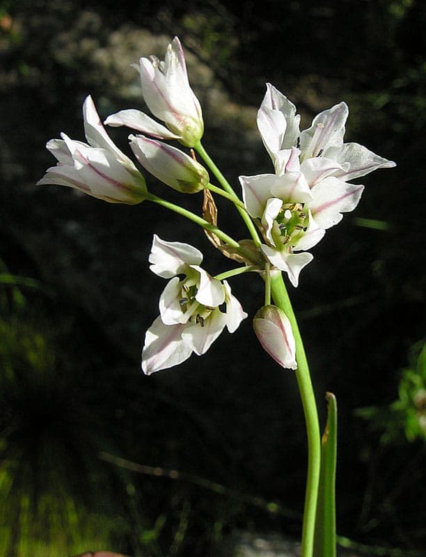 Nothoscordum gracile displaying slender growth with white flowers in spring