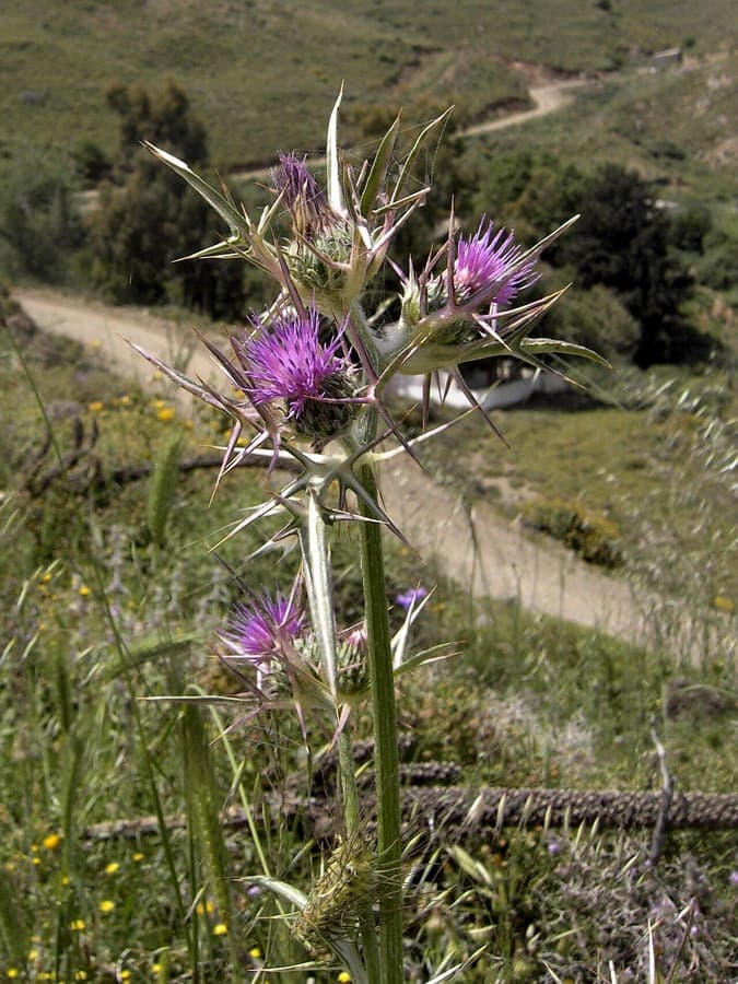 Notobasis syriaca avec fleurs