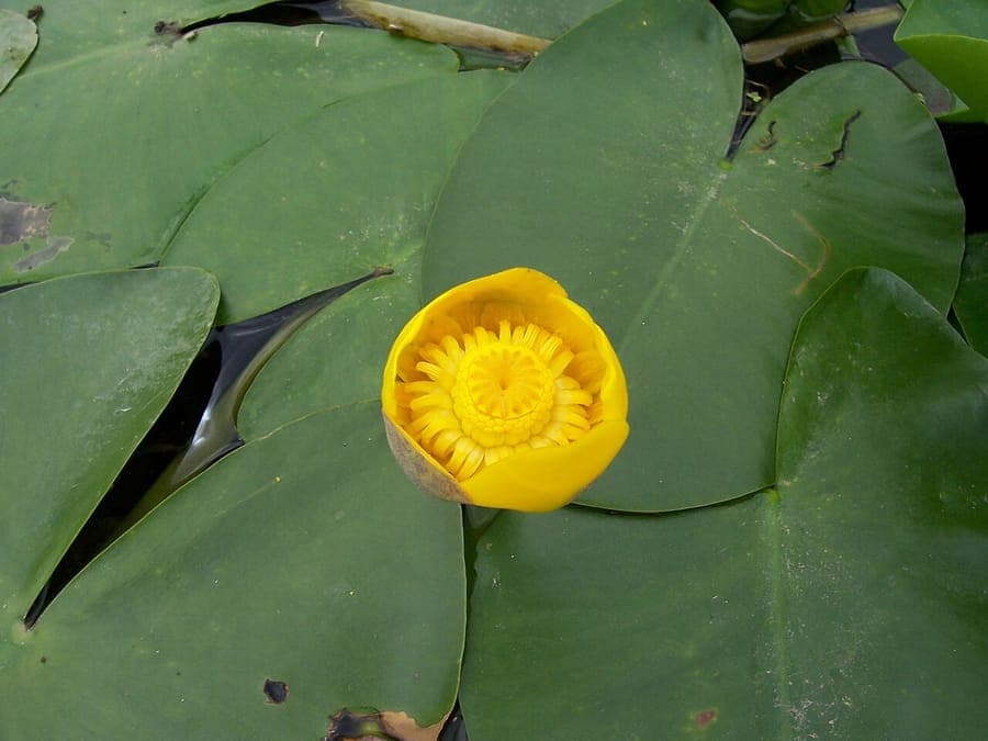 Nuphar lutea blooms with yellow flowers above water surface