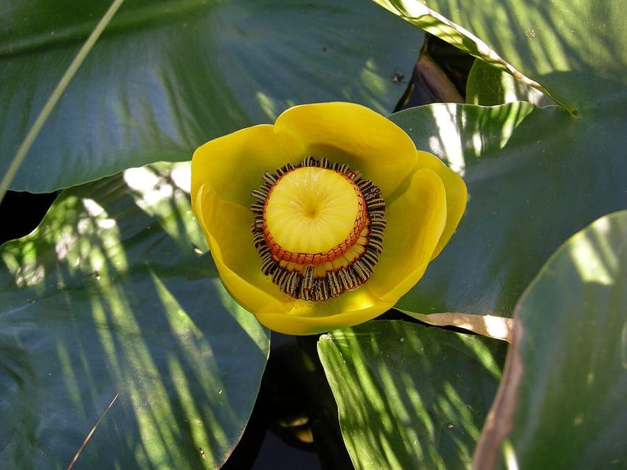 Nuphar polysepala nenuphar jaune avec feuilles flottantes et fleurs sur un lac de montagne