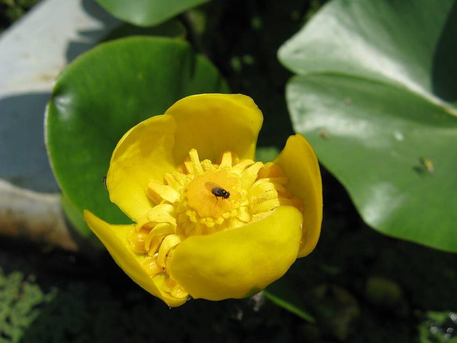 Nuphar pumila blooms with yellow flowers in shallow waters
