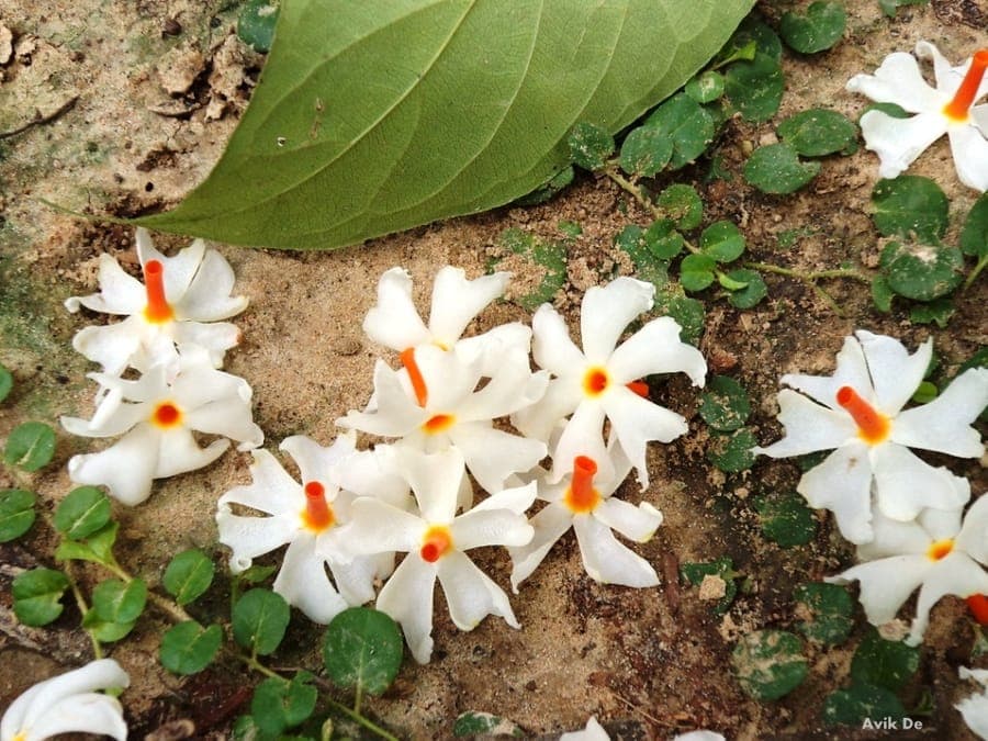 Witte bloemen van de nachtbloeiende boom