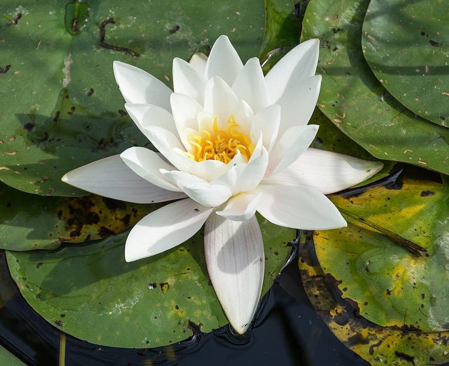 Witte bloemen van de witte waterlelie drijven op een rustig vijveroppervlak met groene bladeren